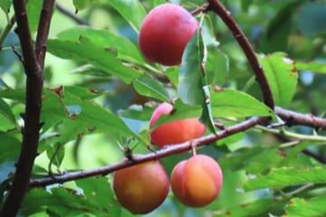 বাড়ির আঙিনায় আলুবোখারা চাষে সেলিনার চমক