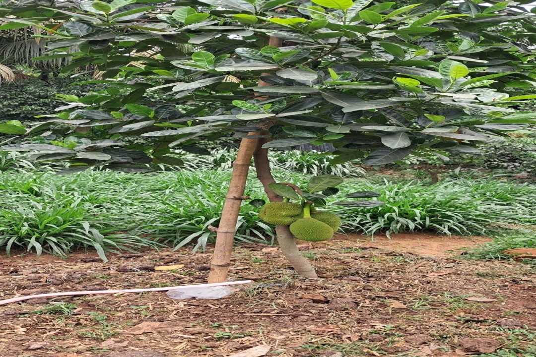 ইউটিউব দেখে আঠাবিহীন কাঁঠাল চাষে বাজিমাত