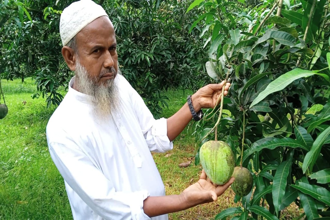 কাপাসিয়ার সমতল ভূমিতে আম চাষ করে হামিদ মাঝির মুখে চওড়া হাসি