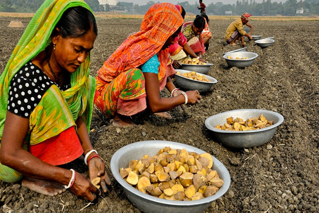 কৃষক পর্যায়ে ব্যাপক চাহিদা থাকলেও আলুবীজ বরাদ্দ কমাচ্ছে বিএডিসি