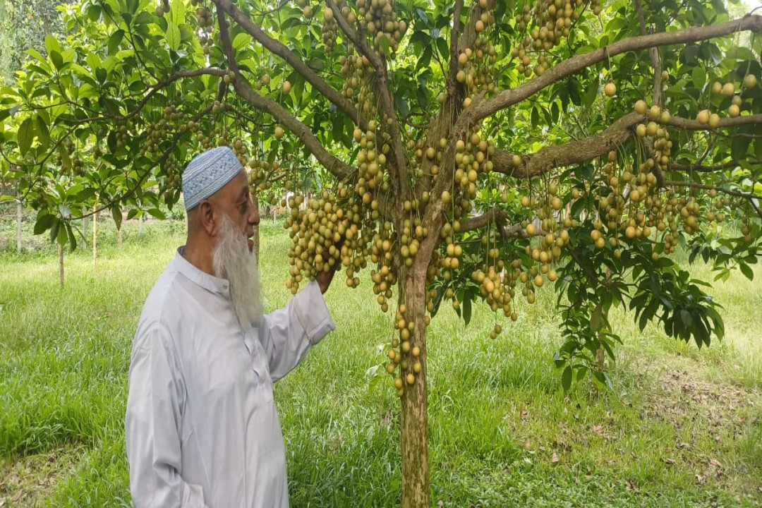 লটকনের গ্রাম তালতলী