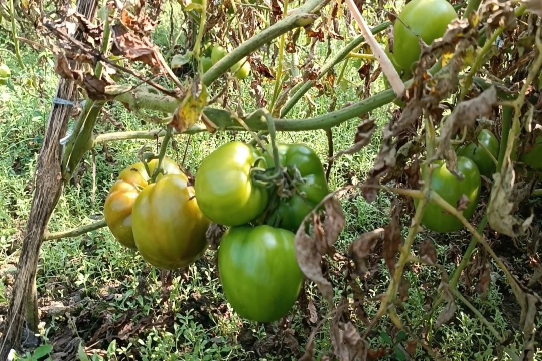 টমেটো চাষে ফিরোজের কৌশলে  ঝুঁকছেন অন্যরা