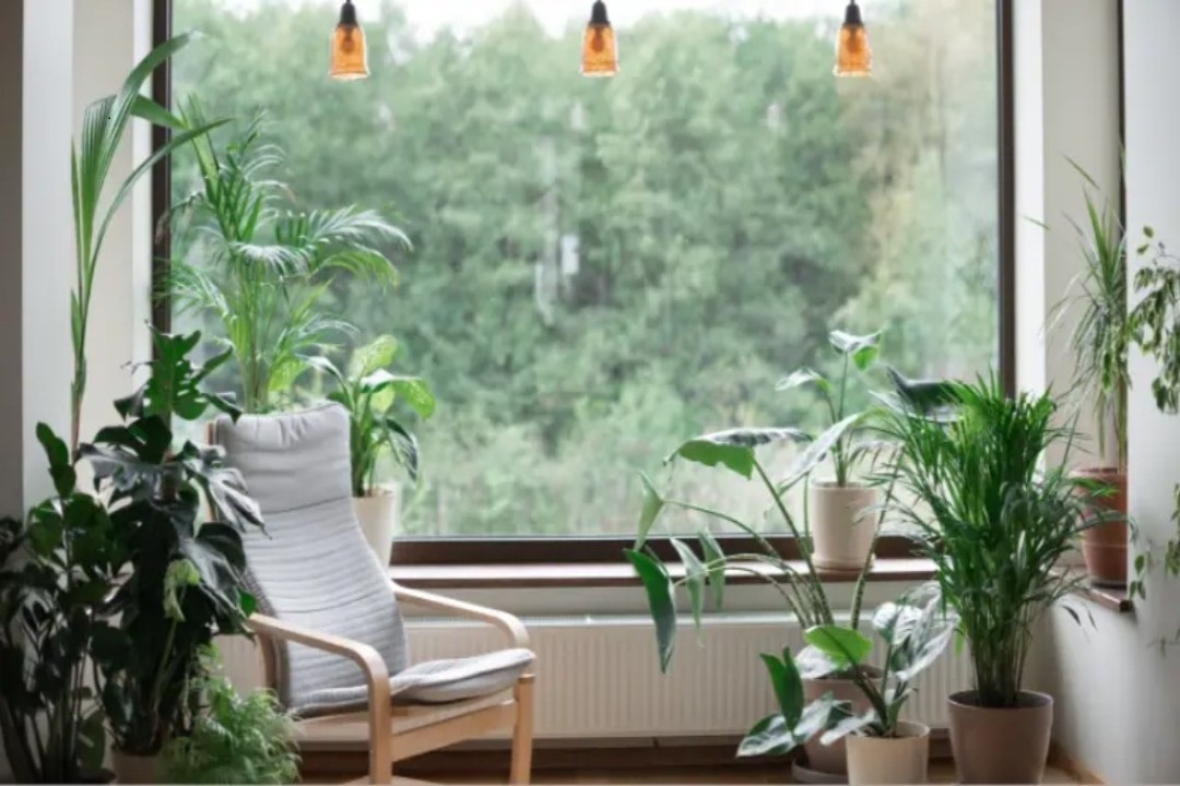 যাদের বাসায় গাছ আছে, তারা মানসিকভাবে ২০% বেশি শান্ত